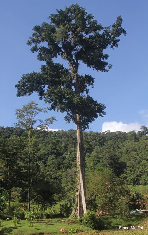 Mei Tai Cacao Lodge Bijagua Dış mekan fotoğraf